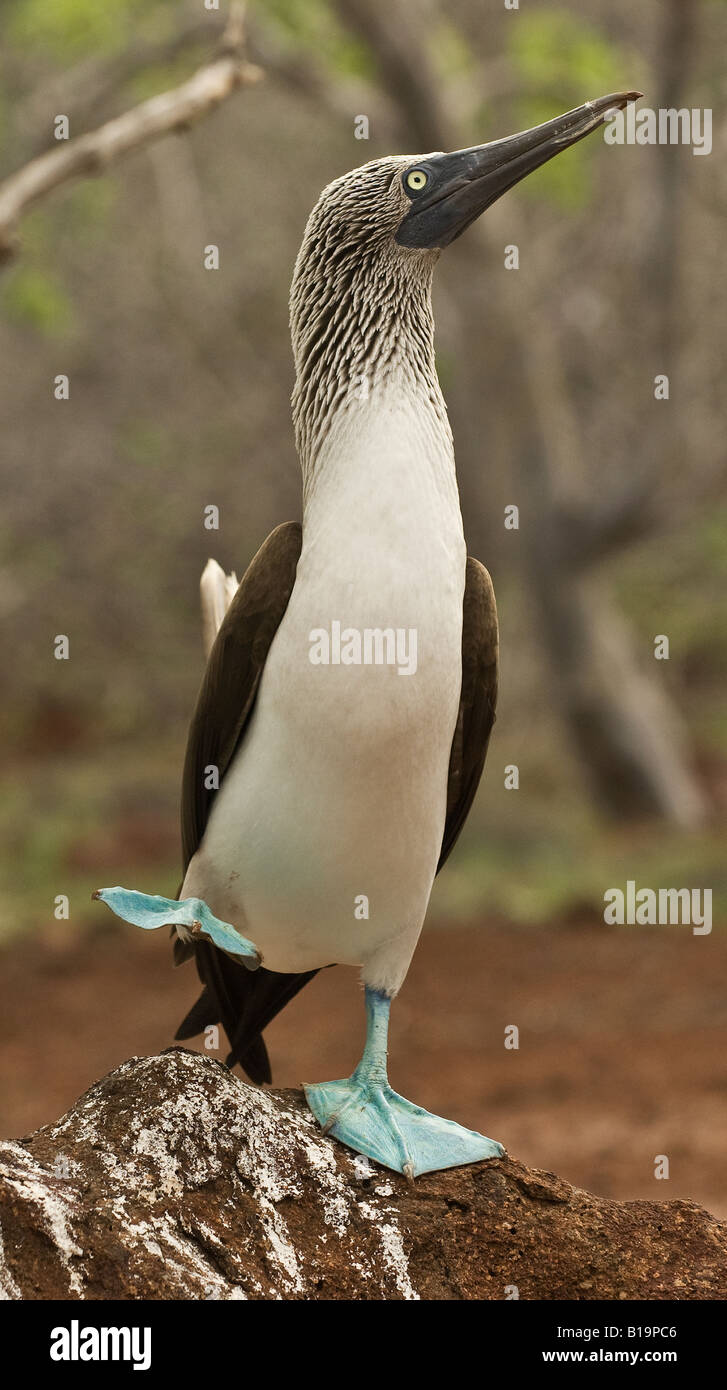 Un fou à pieds bleus mâles durant sa danse de cour Banque D'Images