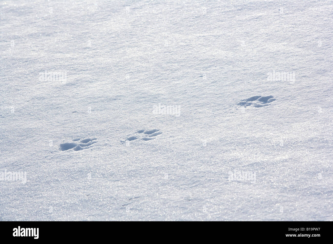 Empreintes de loup dans la neige Banque de photographies et d’images à