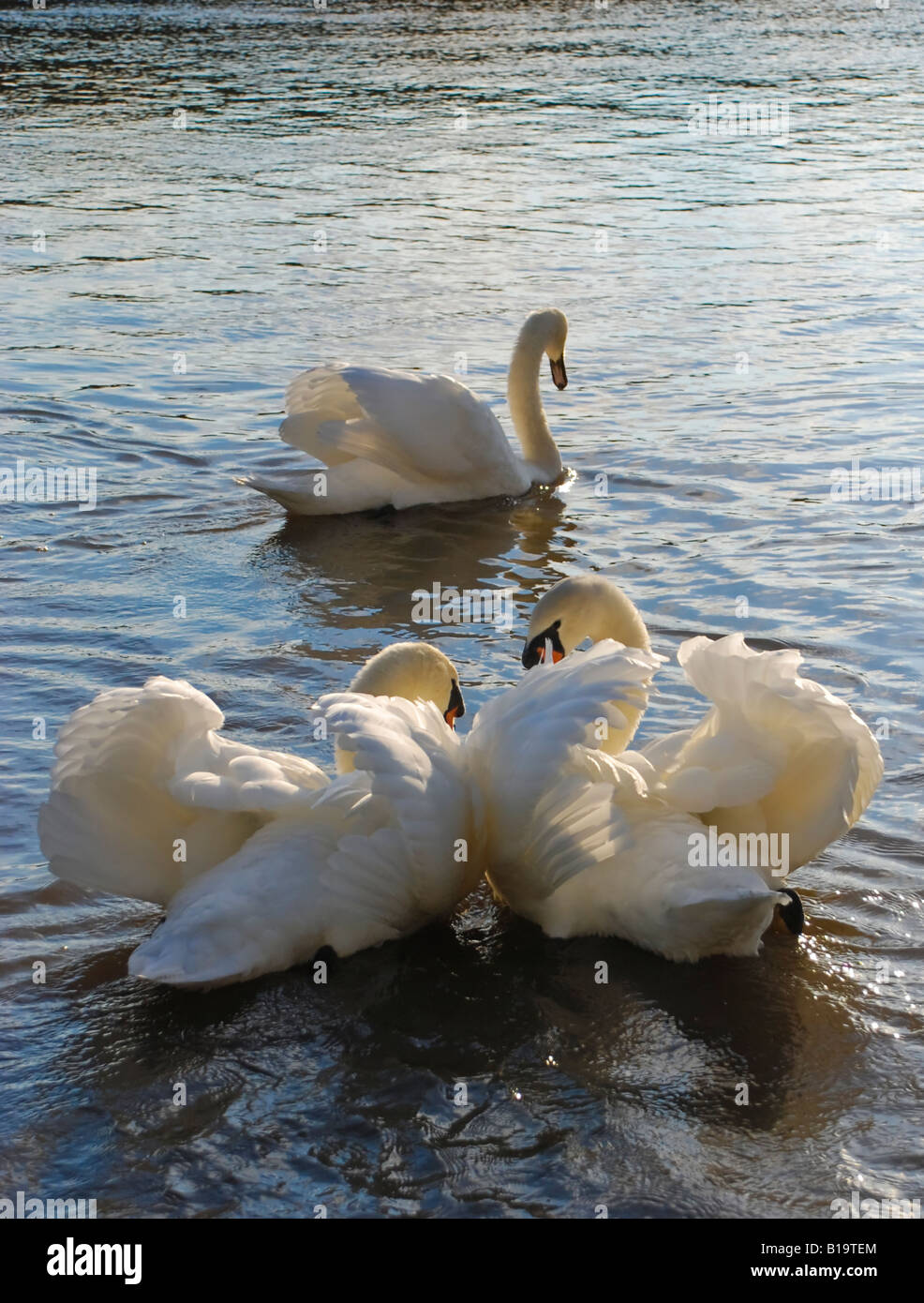 Affichage des cygnes Banque D'Images