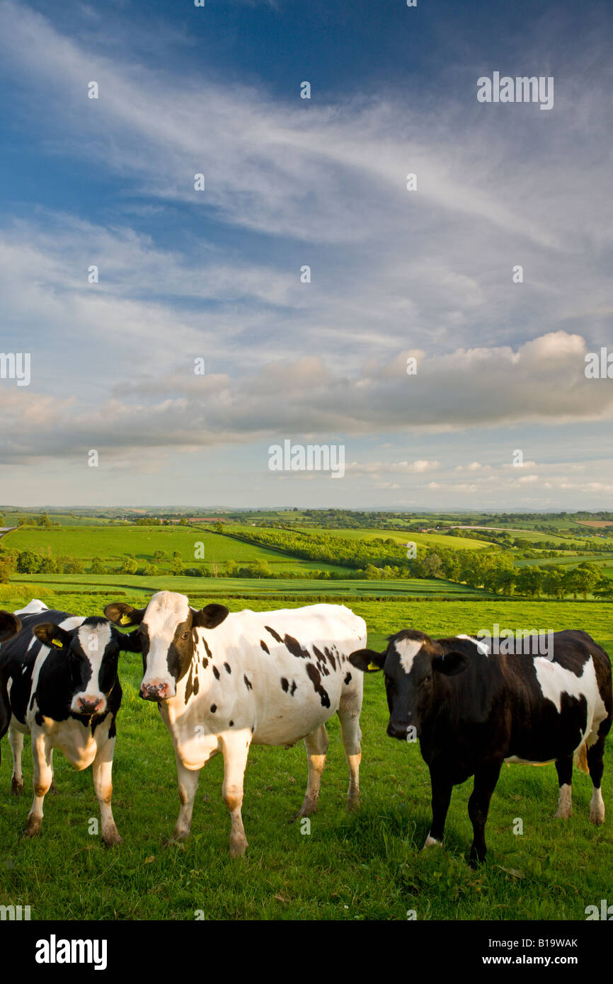 Les vaches Frisonnes curieux dans un champ près de Crediton en milieu rural Devon, Angleterre Banque D'Images