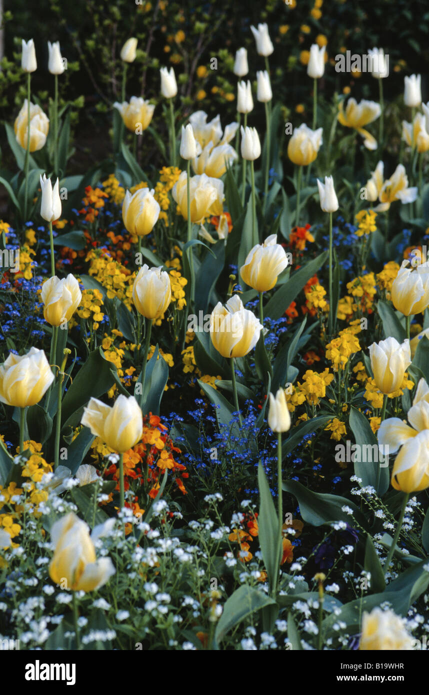 Tulipes et autres fleurs dans un jardin Banque D'Images