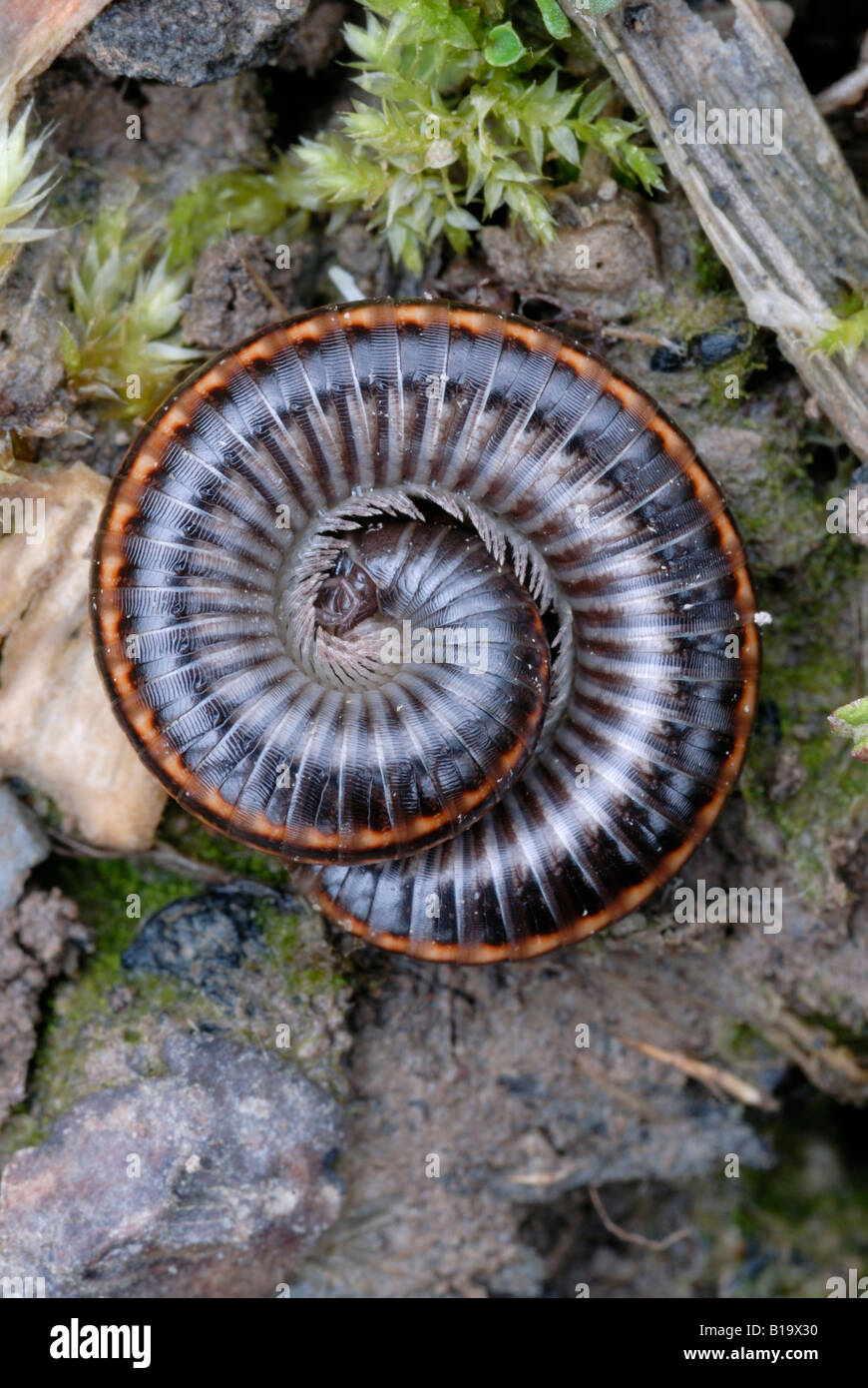 Millipede sbulosum shizophyllum sbulosum, Pays de Galles, Royaume-Uni Banque D'Images