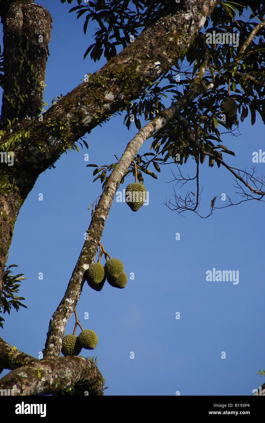 Un durian fruit tree Banque D'Images