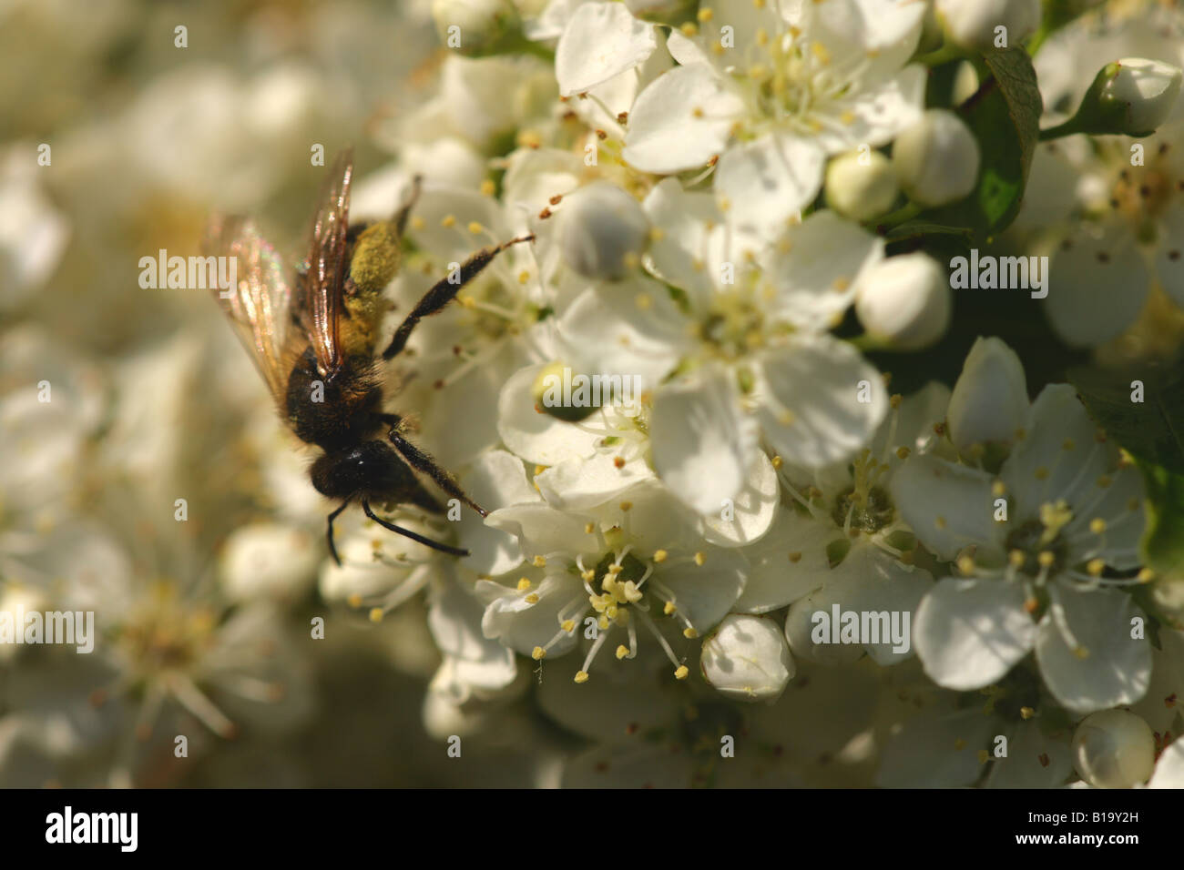 Recherche d'abeilles (APIs mellifera) Banque D'Images Recherche d'abeilles (APIs mellifera) Banque D'Images
