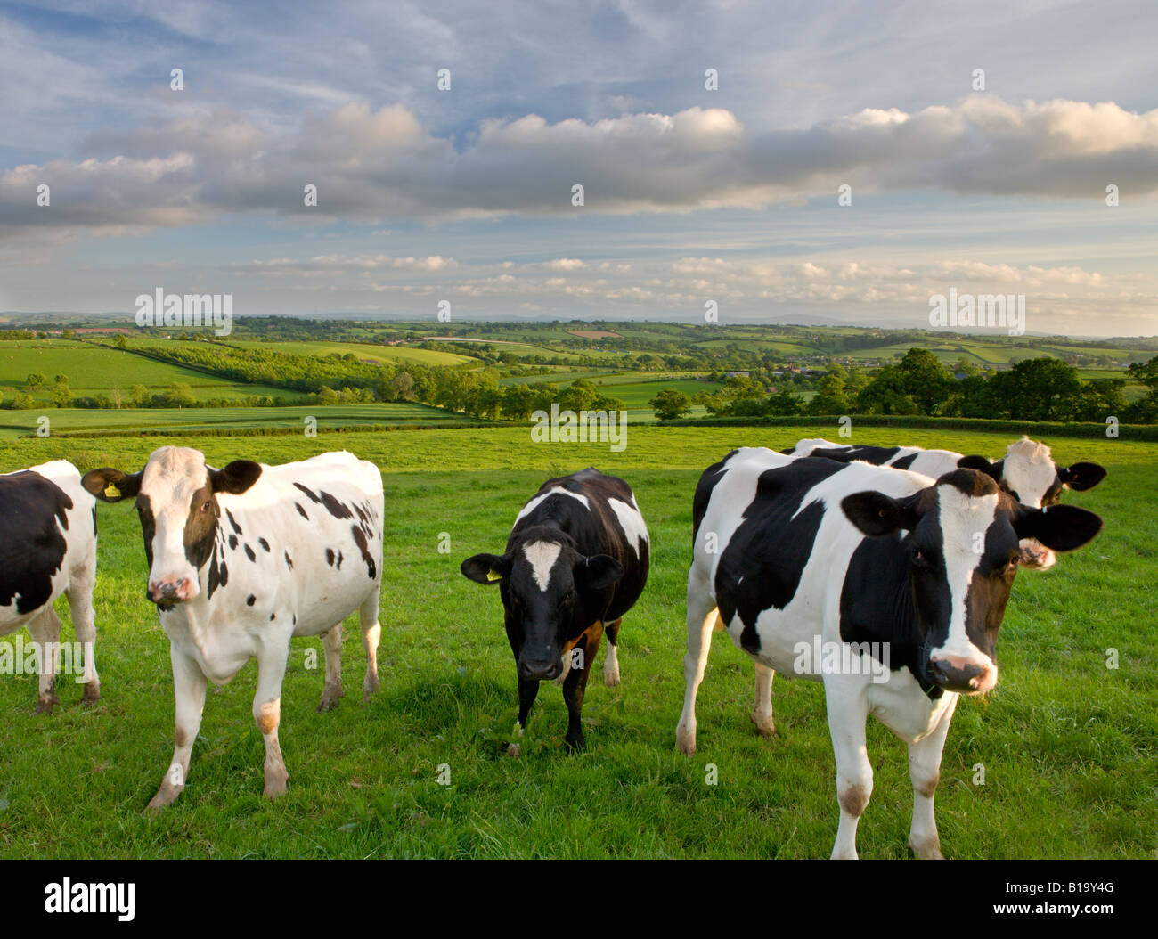 Les vaches Frisonnes curieux dans un champ près de Crediton en milieu rural Devon, Angleterre Banque D'Images