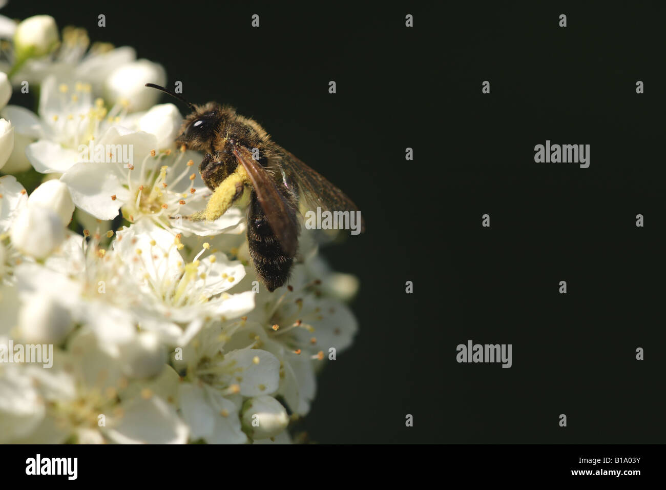 Recherche d'abeilles (APIs mellifera) Banque D'Images Recherche d'abeilles (APIs mellifera) Banque D'Images