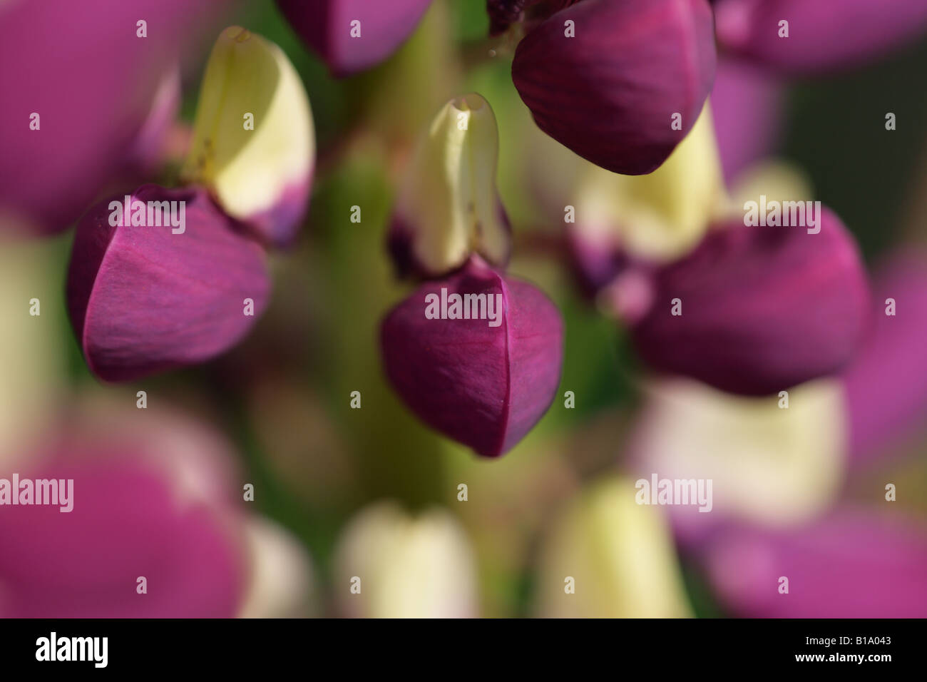 Lupin (Lupinus perennis) Banque D'Images Lupin (Lupinus perennis) Banque D'Images