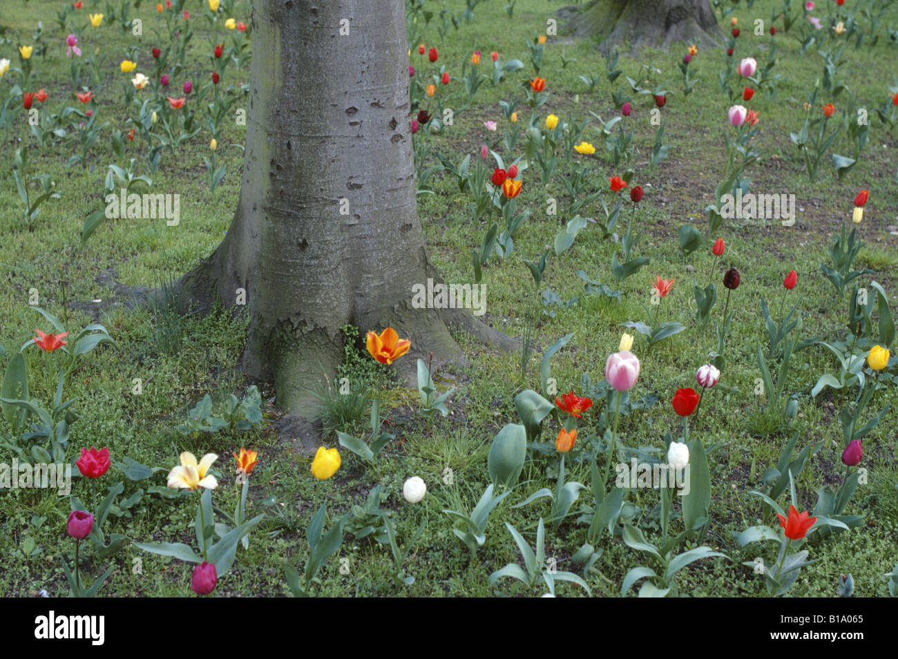 Tulipes dans un jardin qui entoure le tronc d'un arbre Banque D'Images