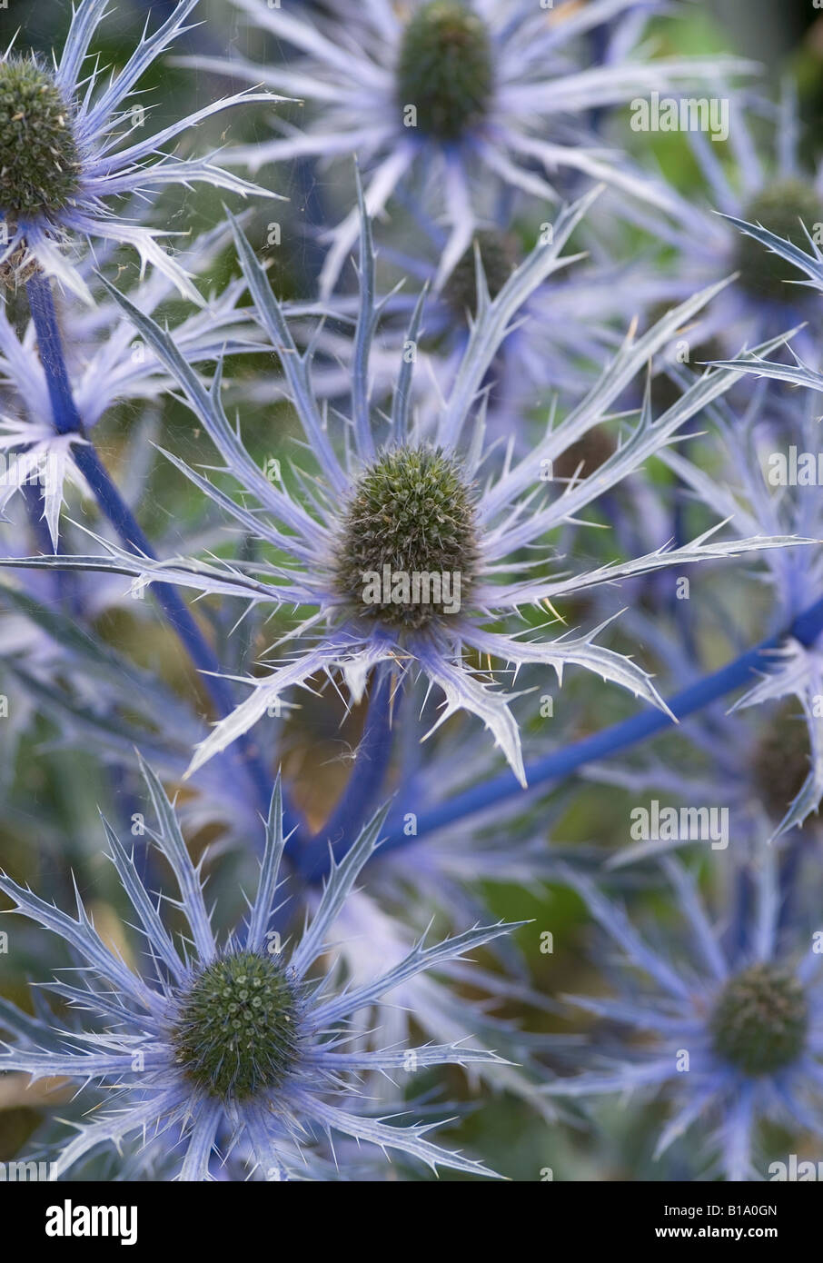 Eryngium x zabelii Ultra Forncett Banque D'Images