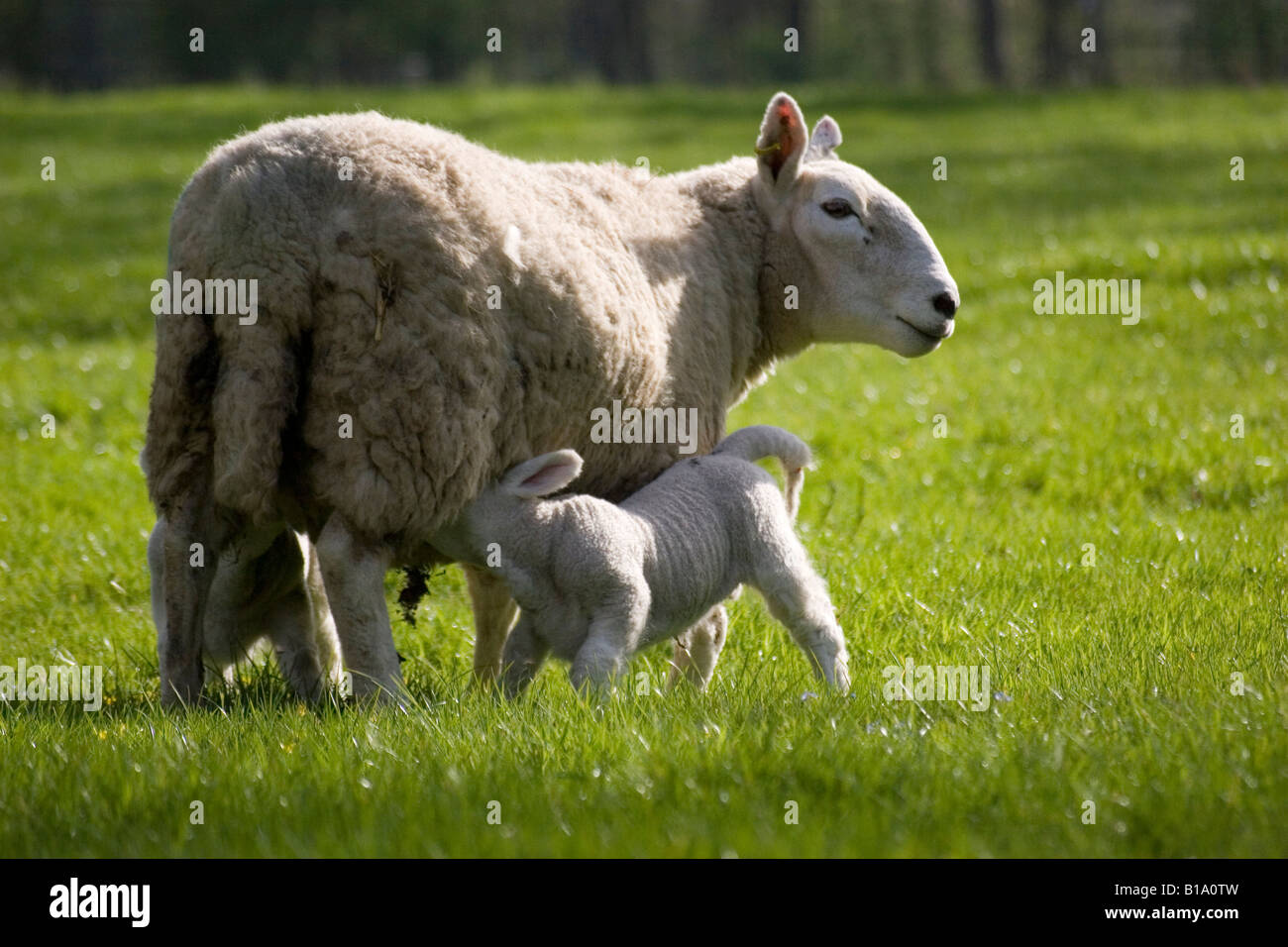 Les moutons à face blanche - mère et de l'agneau Banque D'Images