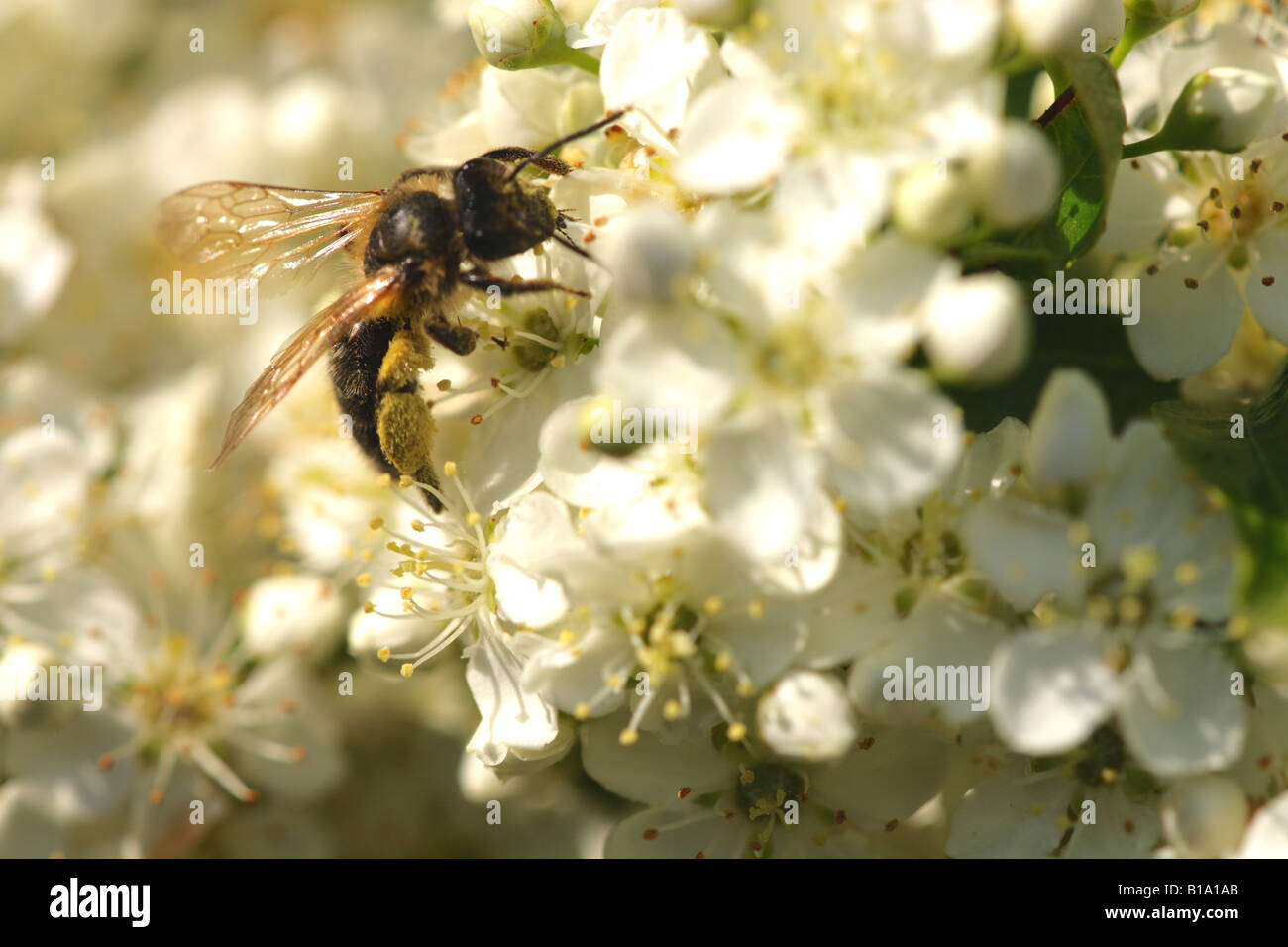 Recherche d'abeilles (APIs mellifera) Banque D'Images Recherche d'abeilles (APIs mellifera) Banque D'Images