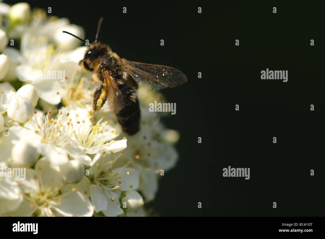 Recherche d'abeilles (APIs mellifera) Banque D'Images Recherche d'abeilles (APIs mellifera) Banque D'Images