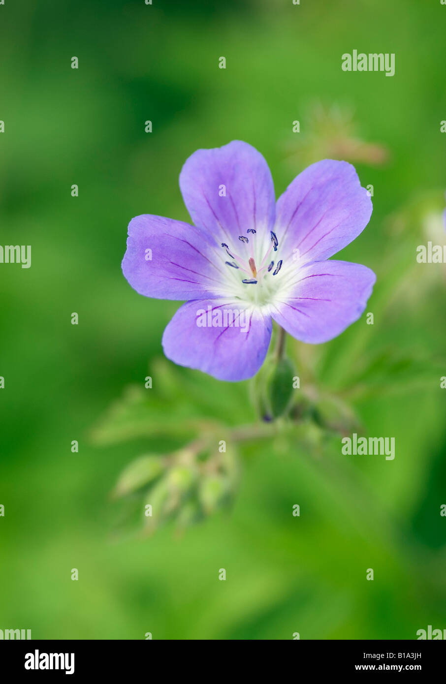 GERANIUM SYLVATICUM MAYFLOWER Banque D'Images