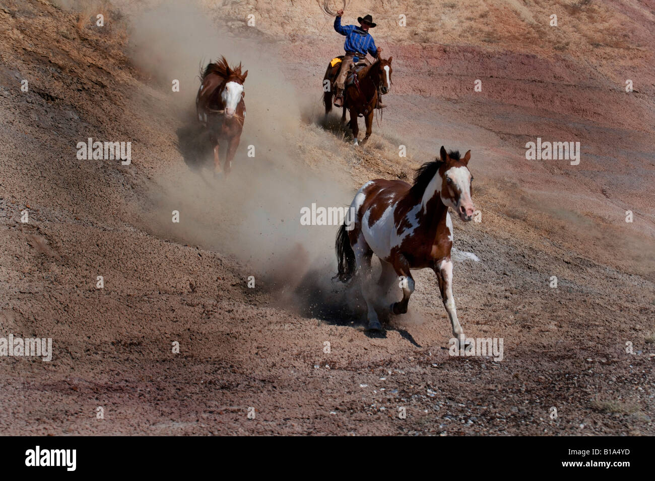 Courir après les chevaux, Wyoming Banque D'Images