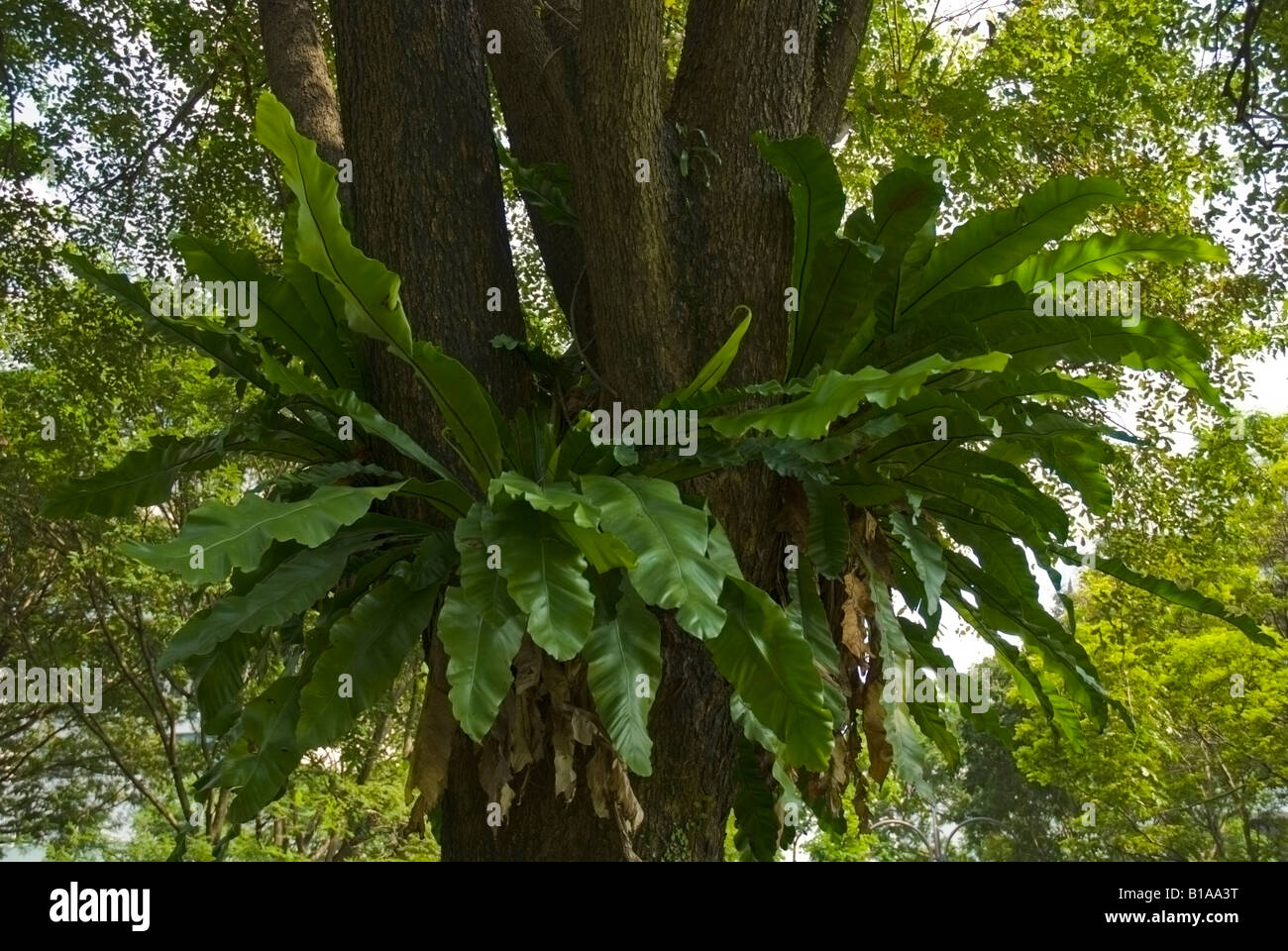 Un nid d'oiseau, fougère Asplenium nidus, poussant sur un arbre dans un parc du centre-ville, Singapour Banque D'Images