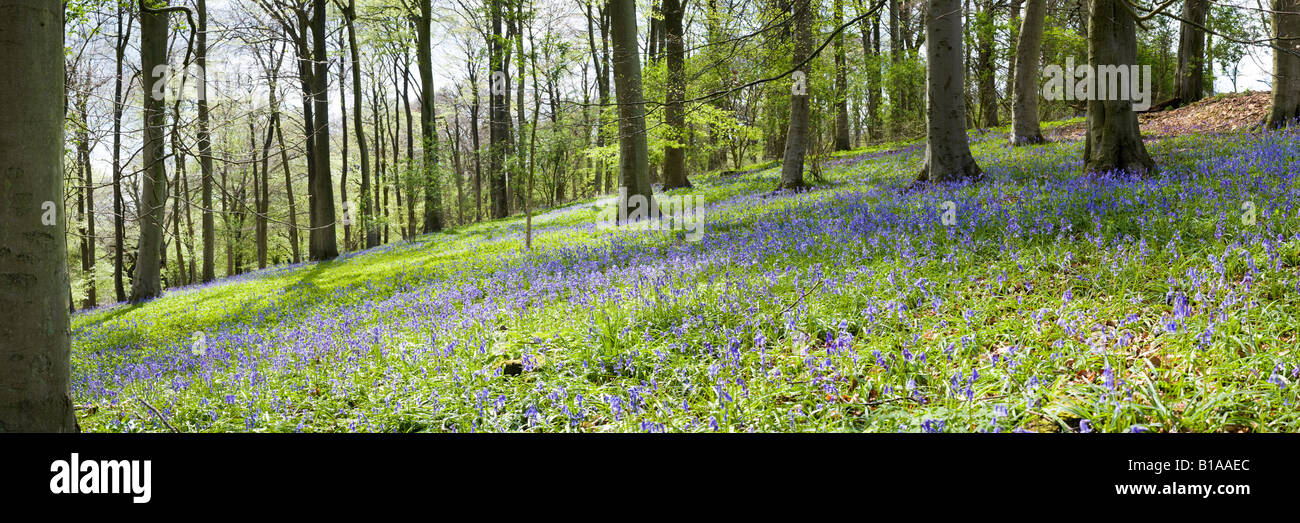 Jacinthes dans un hêtre Cotswold au printemps à Crickley Hill Country Park, Gloucestershire Banque D'Images