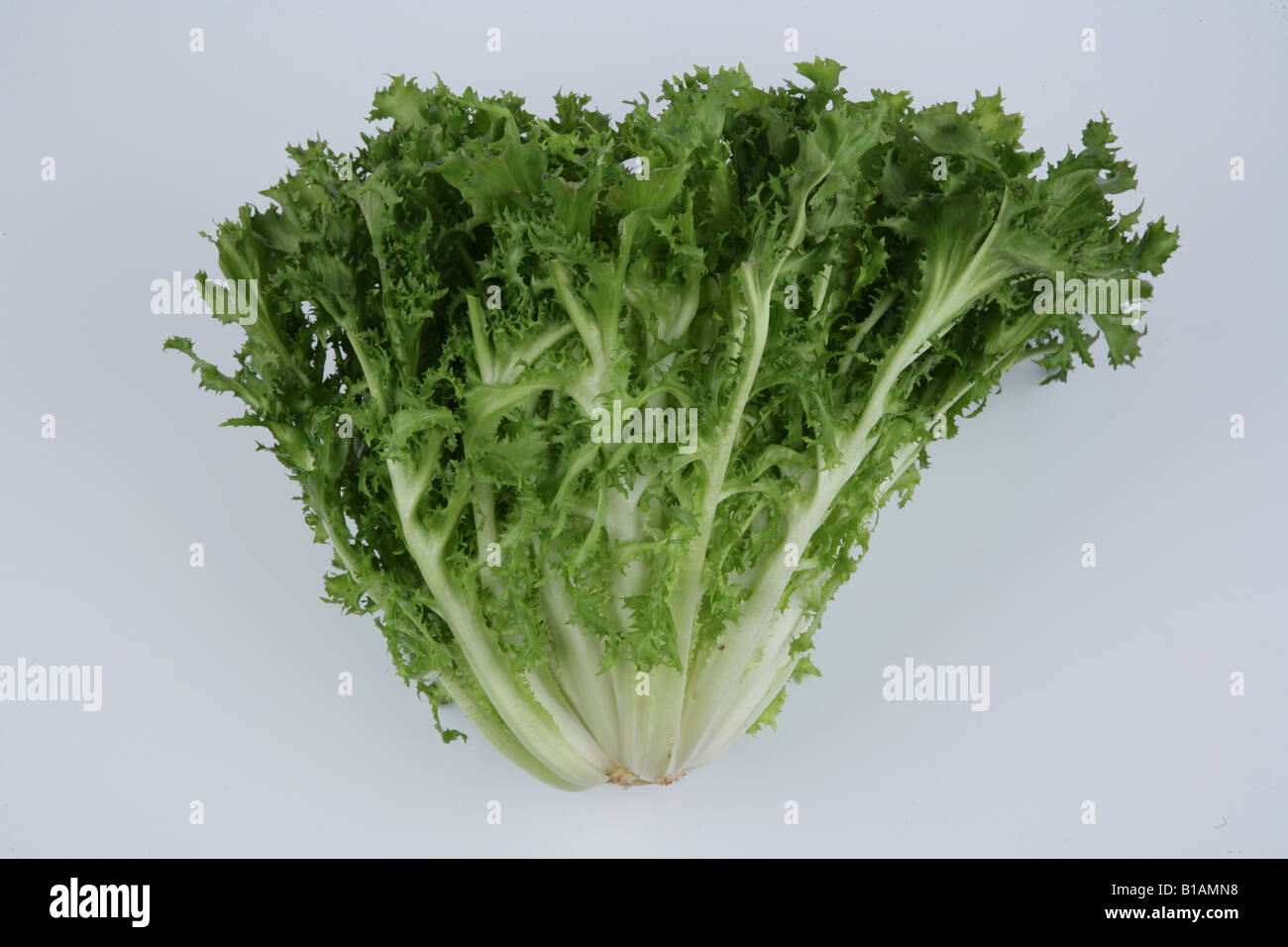 La chicorée frisée ou frisée sur fond blanc Banque D'Images