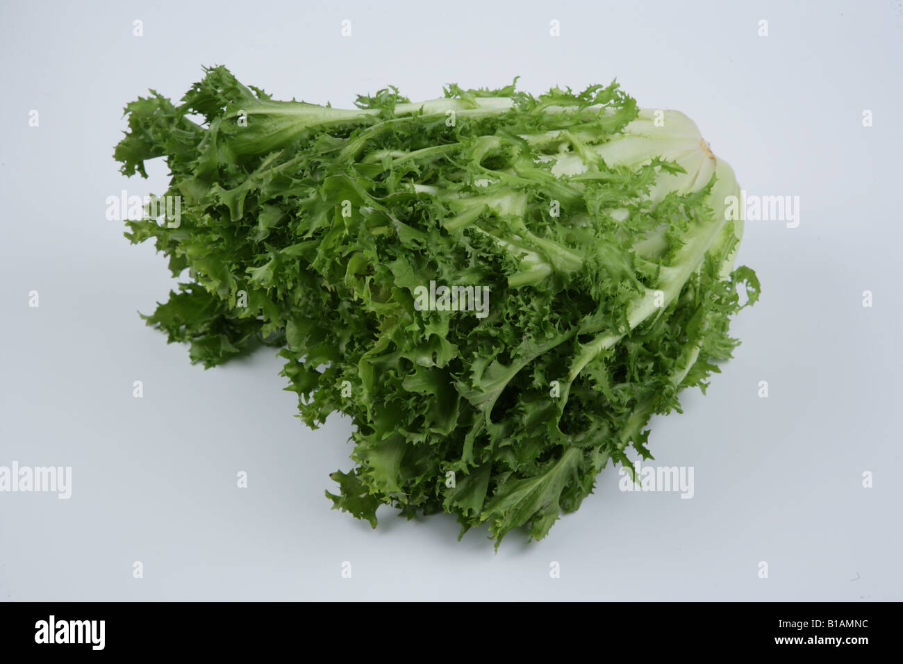 La chicorée frisée ou frisée sur fond blanc Banque D'Images