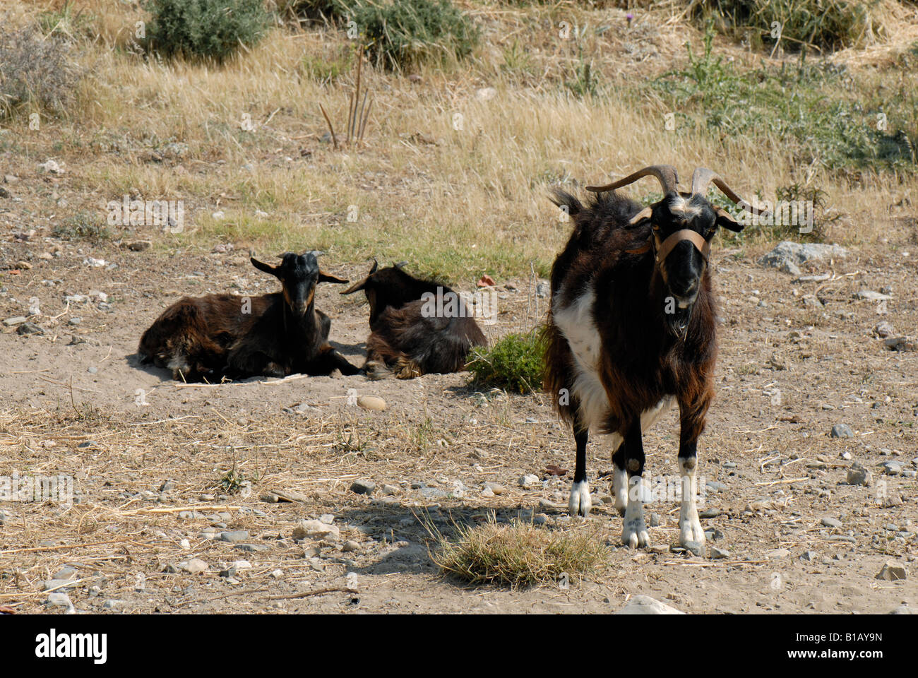 Chèvre Doe avec ses enfants dans un endroit sec et poussiéreux d'un stylo dans le sud-ouest de la Crète Banque D'Images