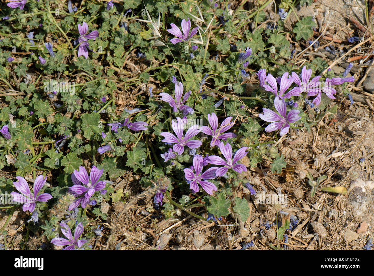 Malva sylvestris mauve commune côtière plantes rabougries court Crete Banque D'Images