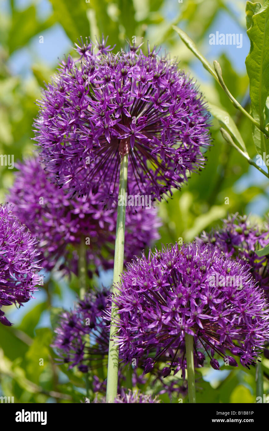 L'allium Purple Sensation sur fleurs plantes jardin ornemental Banque D'Images