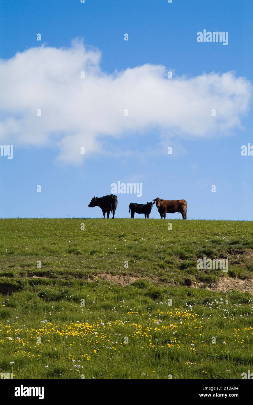 dh bovins de boucherie UK Silhouette de vaches de boucherie et Champ de colline de veau Orkney ferme écossaise colline royaume-uni agriculture Banque D'Images