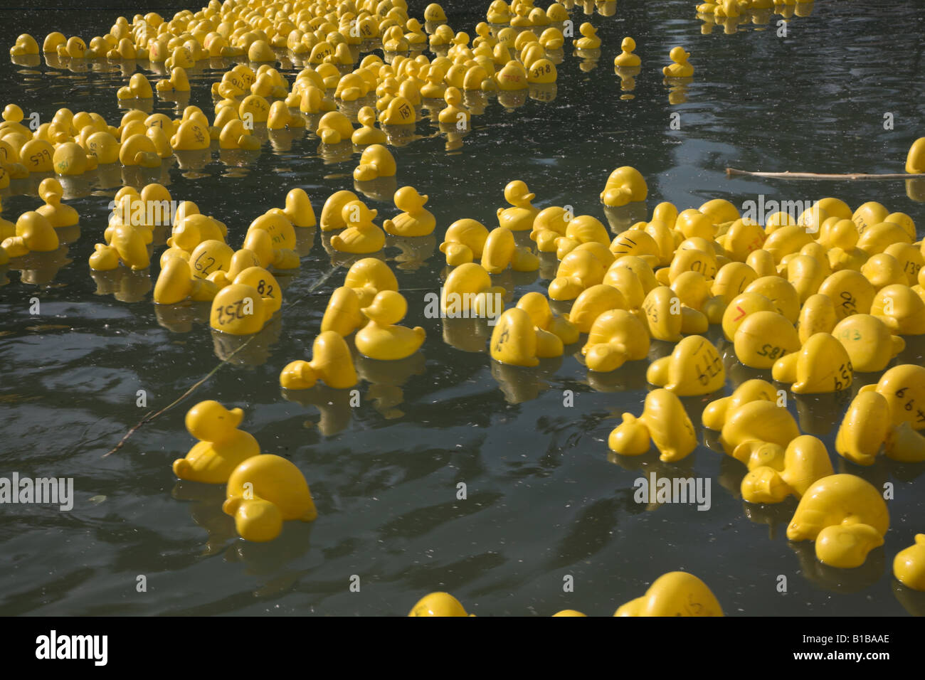 Des centaines de canards en plastique jaune Banque D'Images