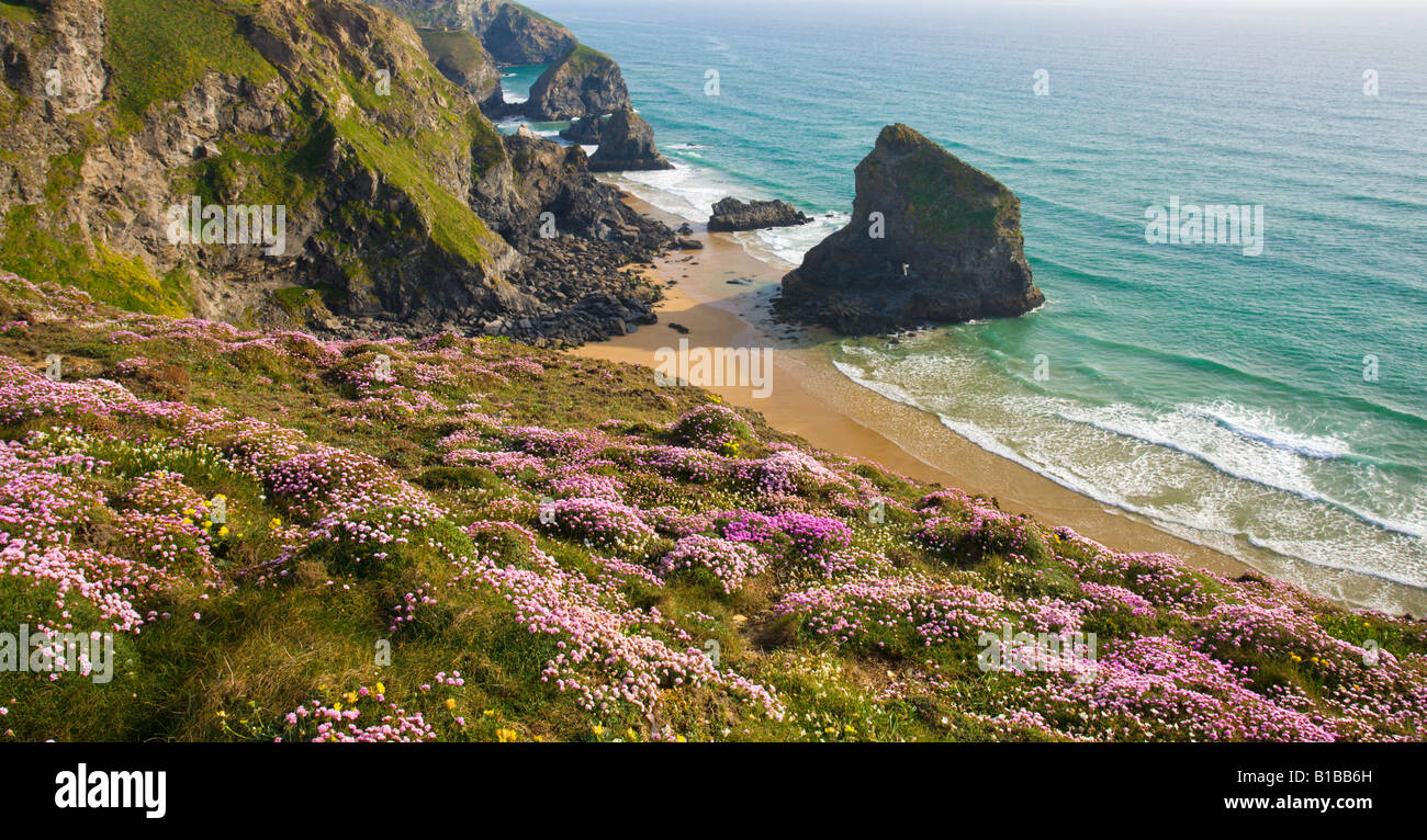 Fleurs sauvages sur la clifftops surplombant Bedruthan Steps North Cornwall, Angleterre Banque D'Images