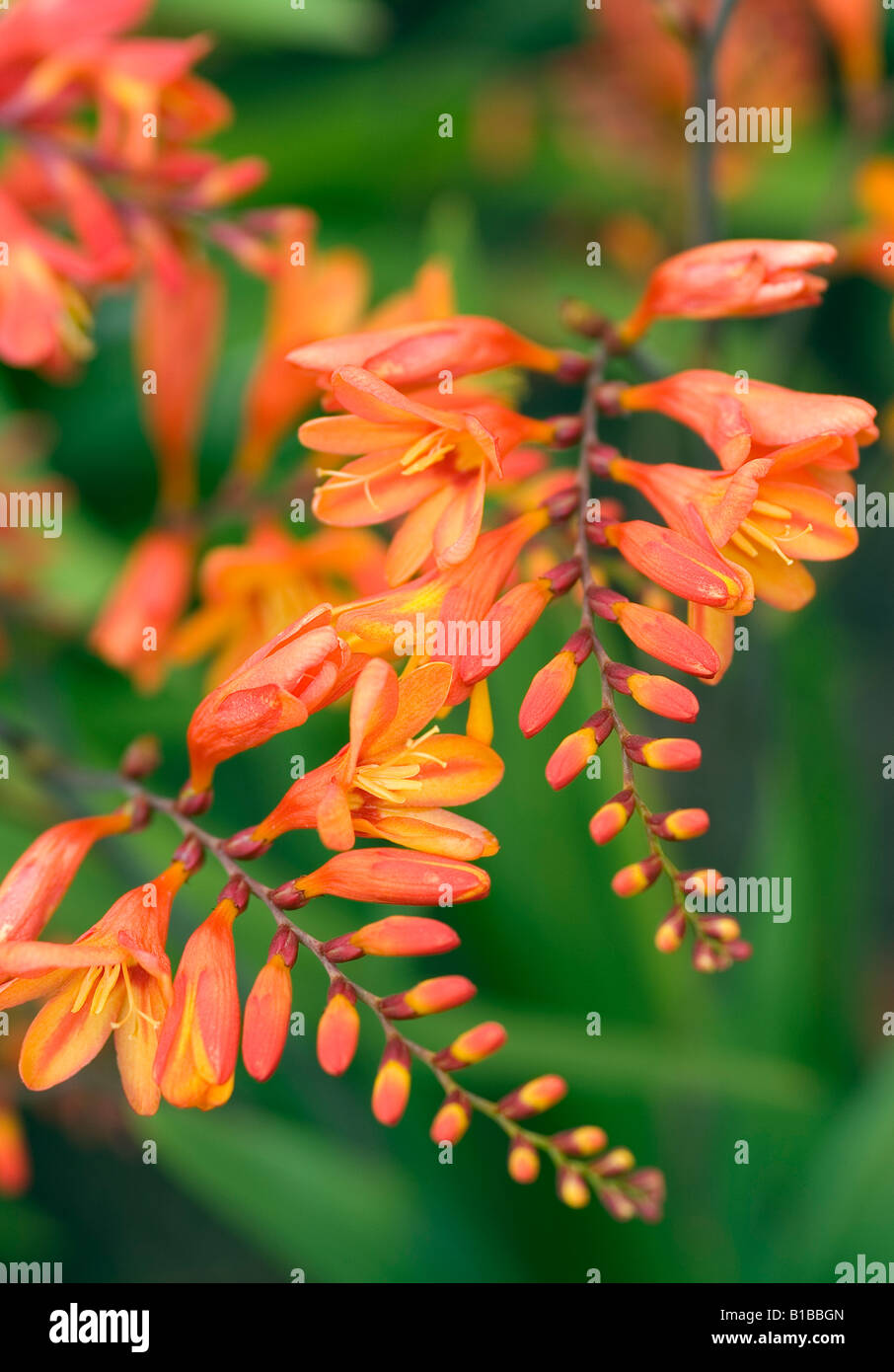 CROCOSMIA MONTBRETIA CAVALIER INCENDIE Banque D'Images