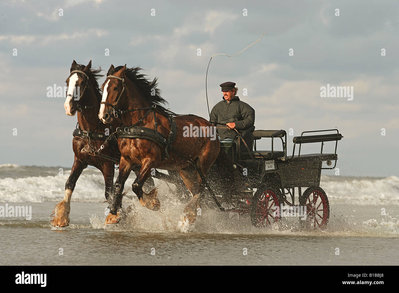 Deux chevaux Shire - dimensions transport Banque D'Images