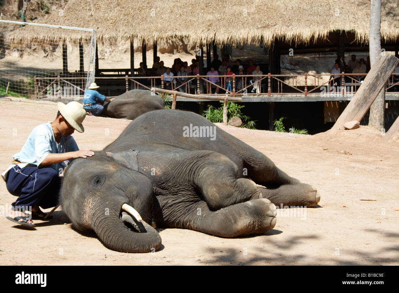 Elephant Show, Maesa Elephant Camp , Chiang Mai , Thaïlande Banque D'Images Elephant Show, Maesa Elephant Camp , Chiang Mai , Thaïlande Banque D'Images