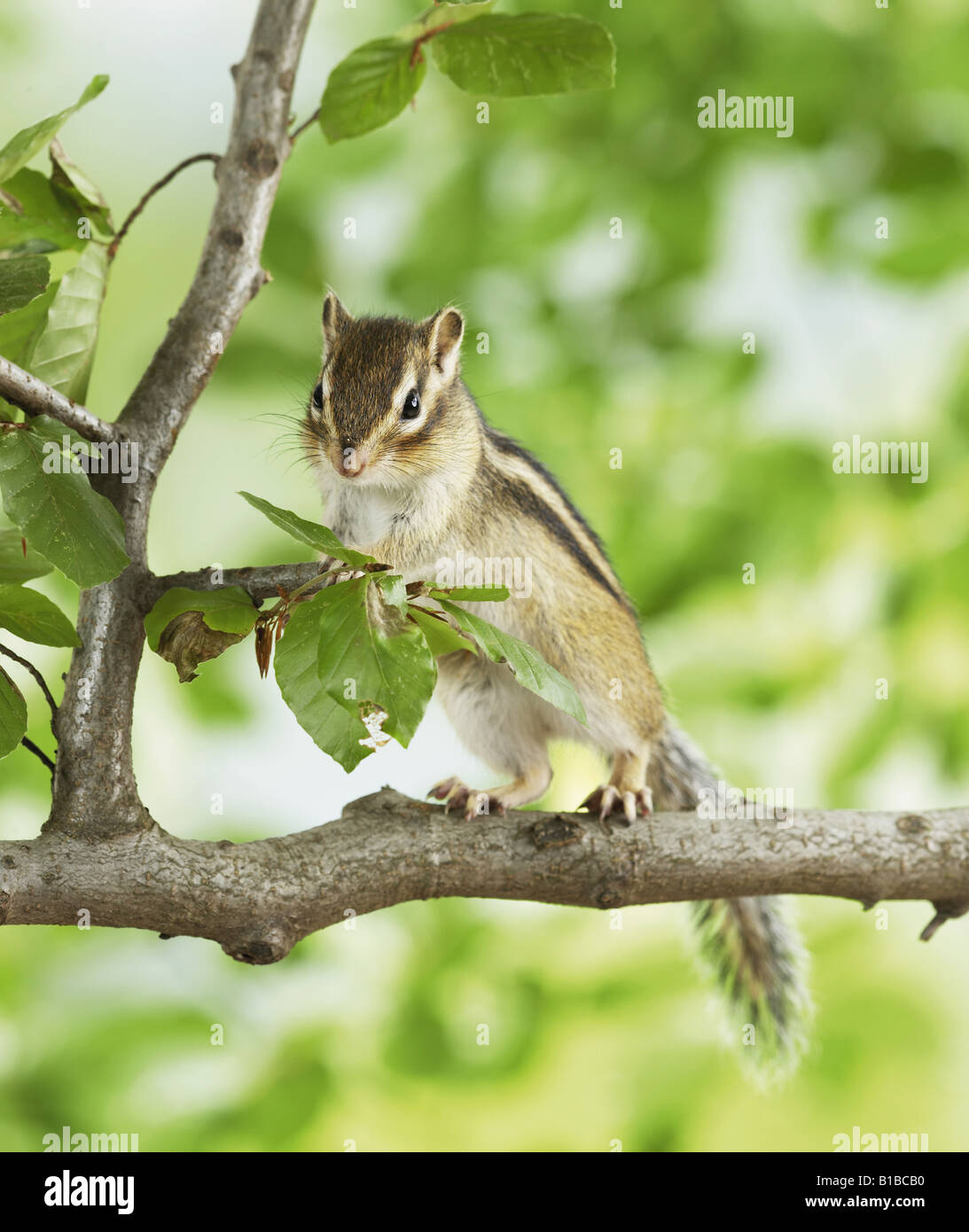 Siberian chipmunk sur branch Banque D'Images