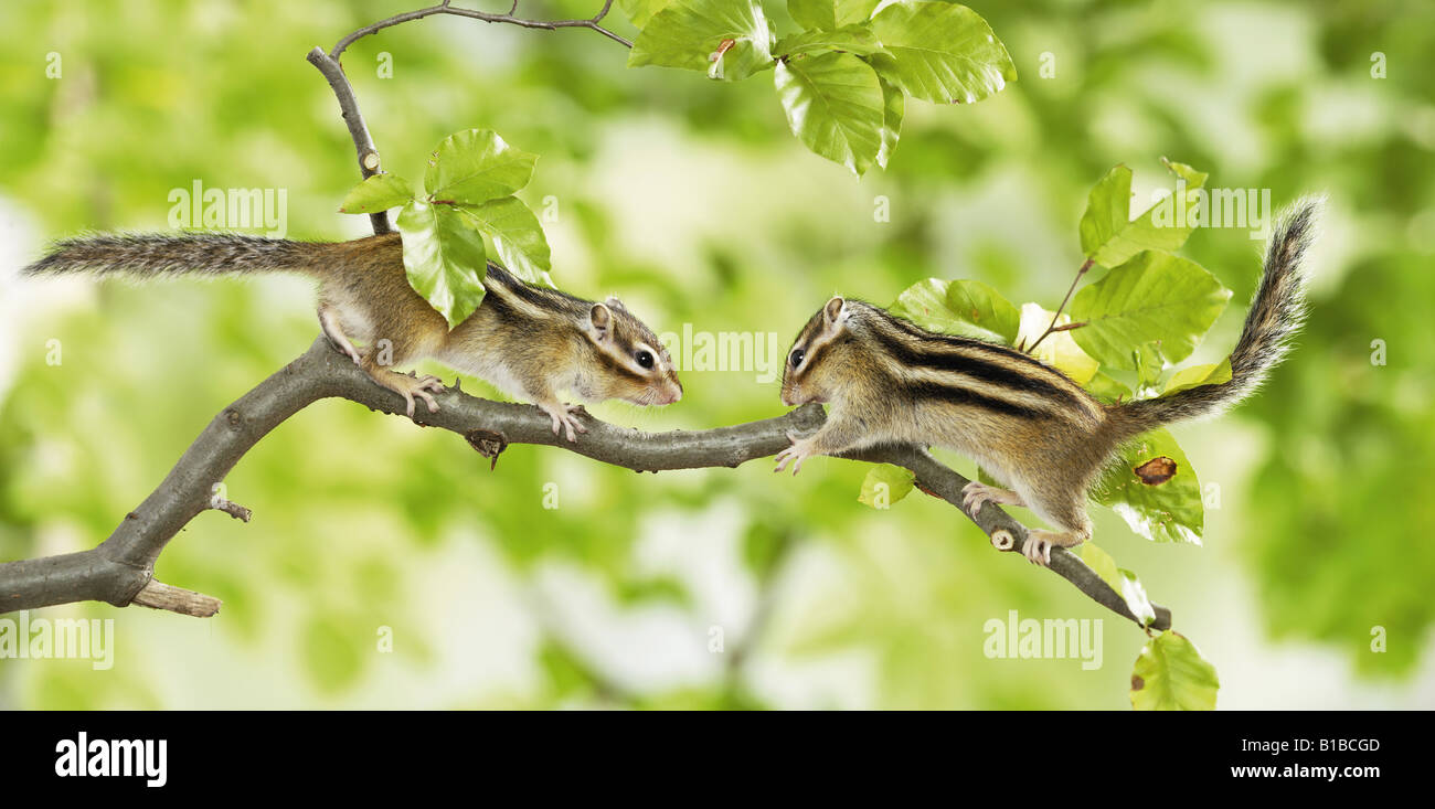 Deux tamias de Sibérie on branch Banque D'Images