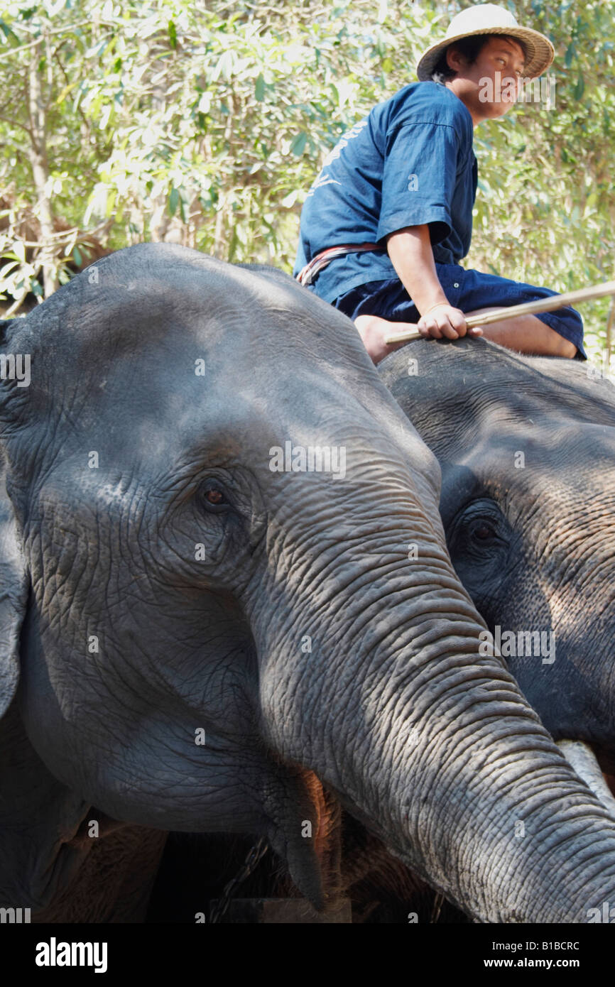 Elephant Show, Maesa Elephant Camp , Chiang Mai , Thaïlande Banque D'Images Elephant Show, Maesa Elephant Camp , Chiang Mai , Thaïlande Banque D'Images