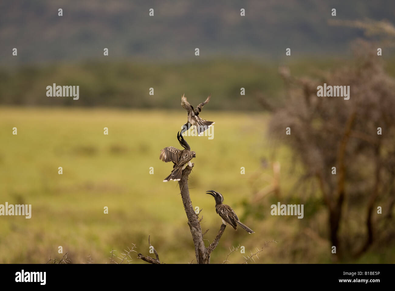 Calaos gris d'Afrique (Tockus nasutus) en Tanzanie en Afrique de l'Est Banque D'Images