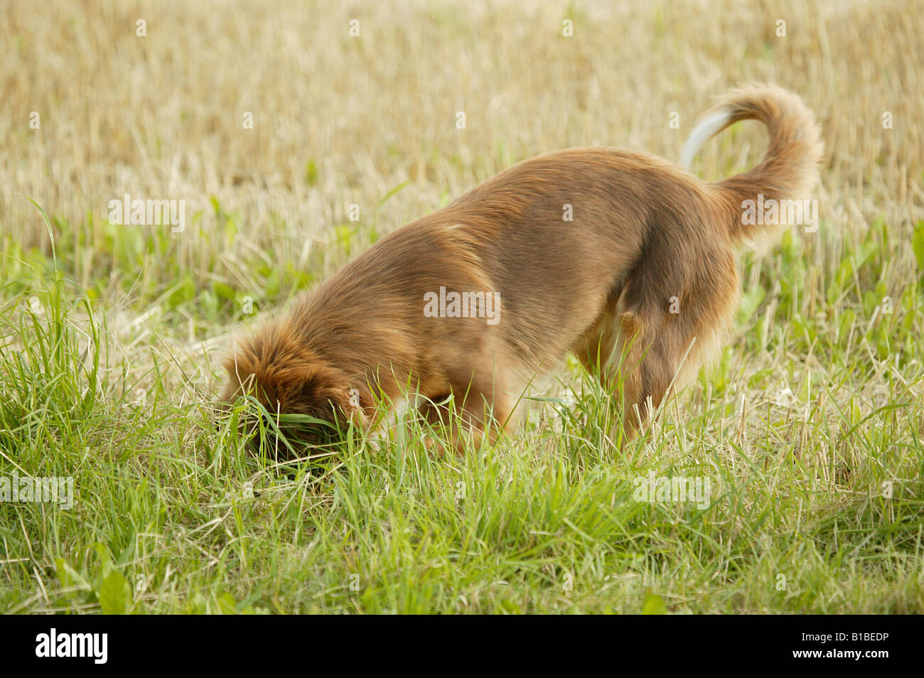 Creuser un trou chien Banque D'Images