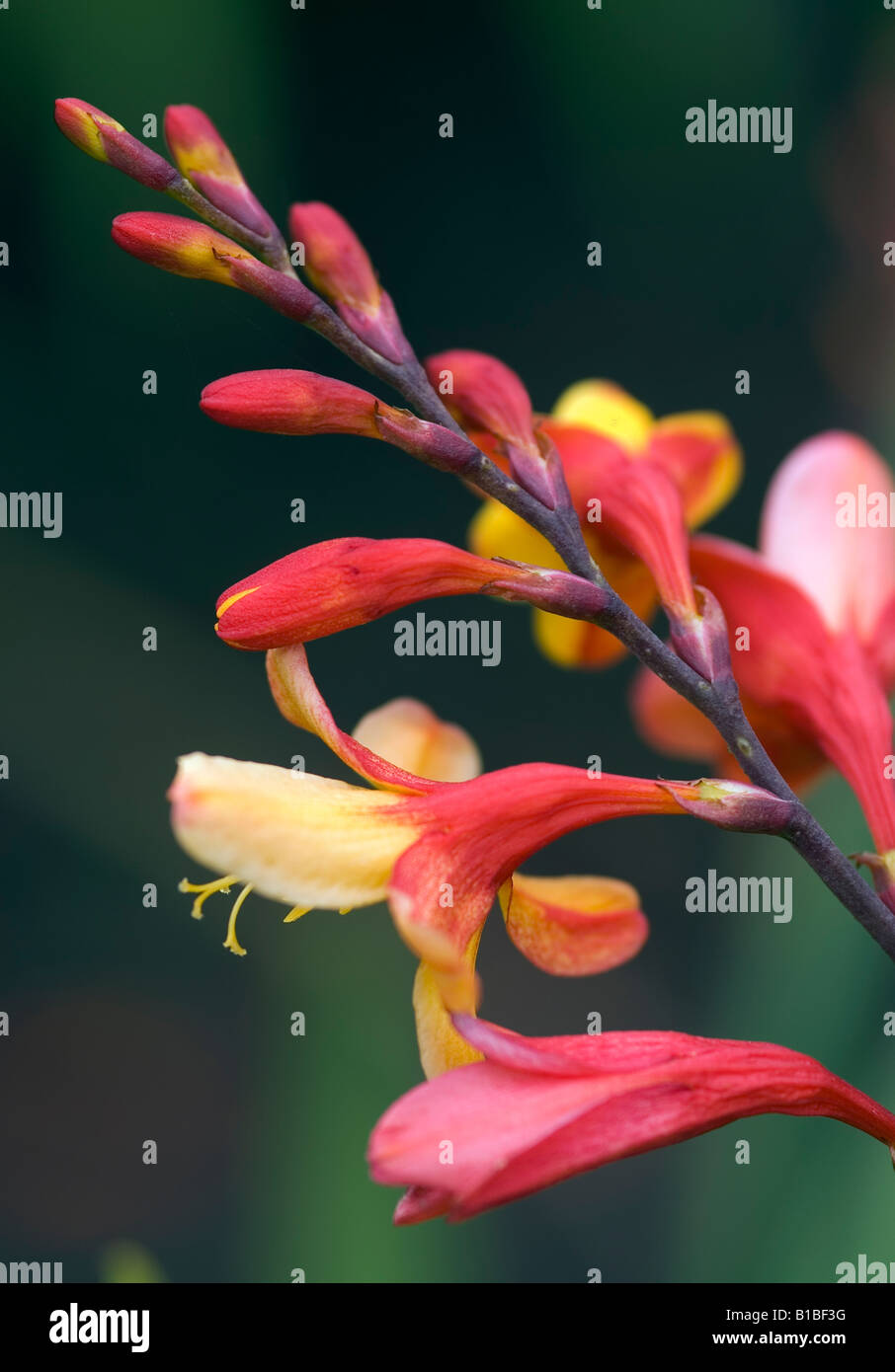 CROCOSMIA MONTBRETIA Arlequin Banque D'Images