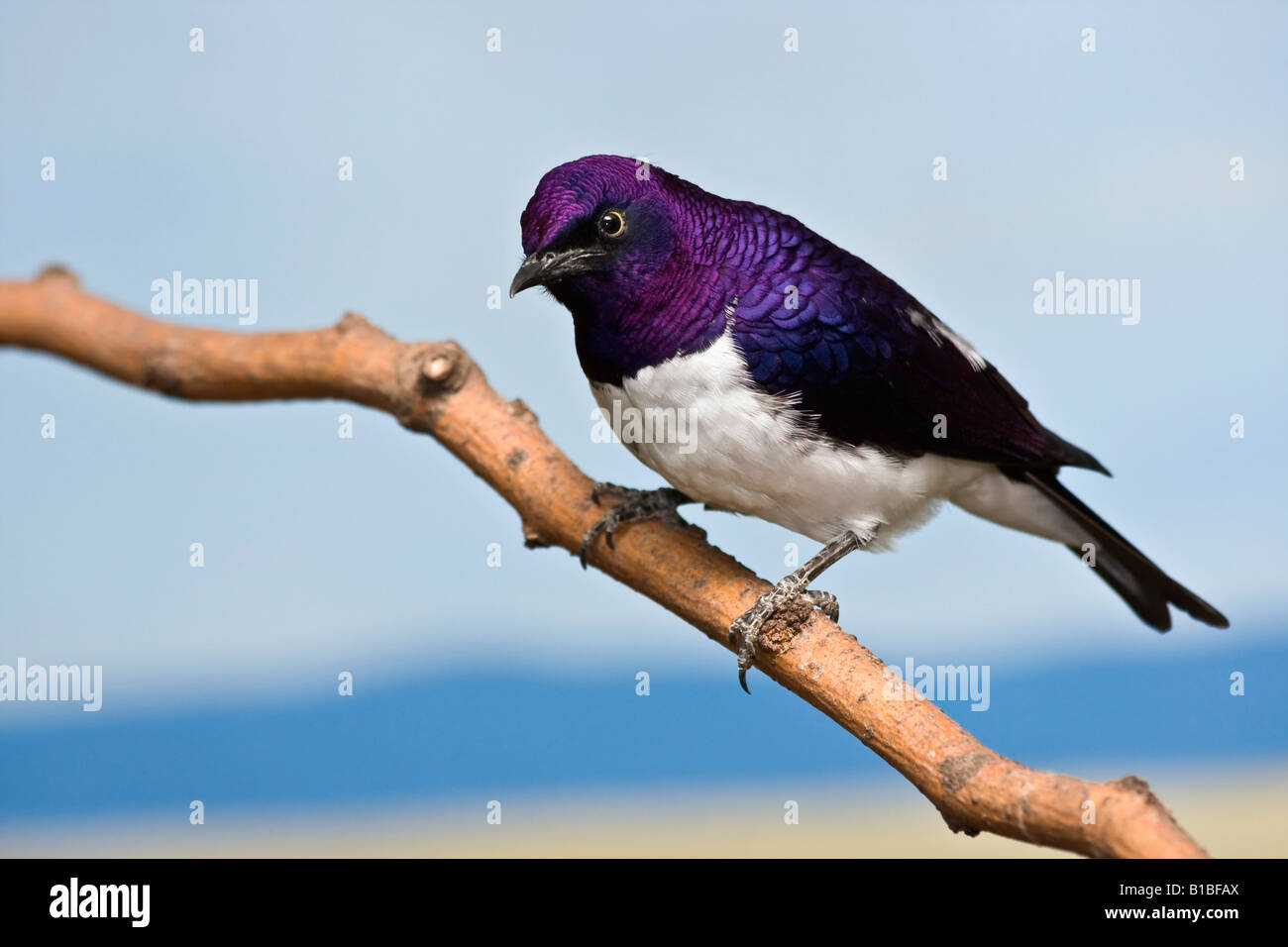 Oiseau exotique Étourneau améthyste Cinnyricinclus leucogaster verreavi mâle assis sur une branche, images à vendre sur Alamy aux États-Unis, US, horizontal, haute résolution Banque D'Images
