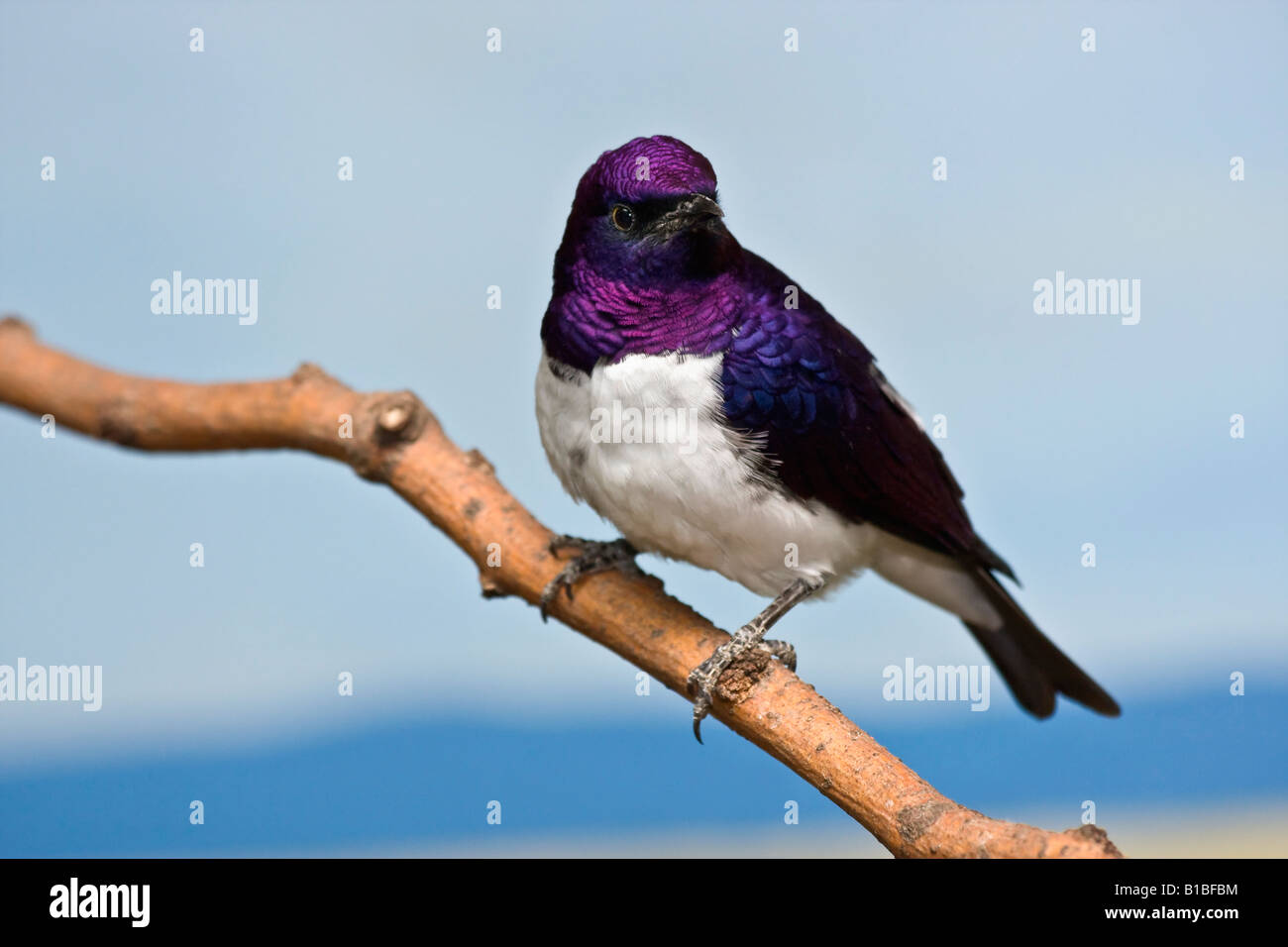 Exotique un oiseau Amethyst Starling Cinnyricinclus leucogaster verreavi mâle assis sur la branche images grande haute résolution aux États-Unis horizontal haute résolution aux États-Unis haute résolution Banque D'Images