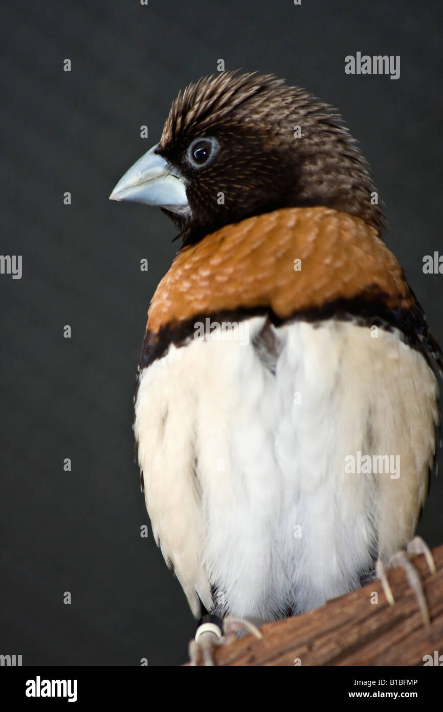 Châtaignier Breasted Mannikin Lonchura castaneothorax finch un oiseau exotique photos images photos Grand format vertical haute résolution aux États-Unis US haute résolution Banque D'Images
