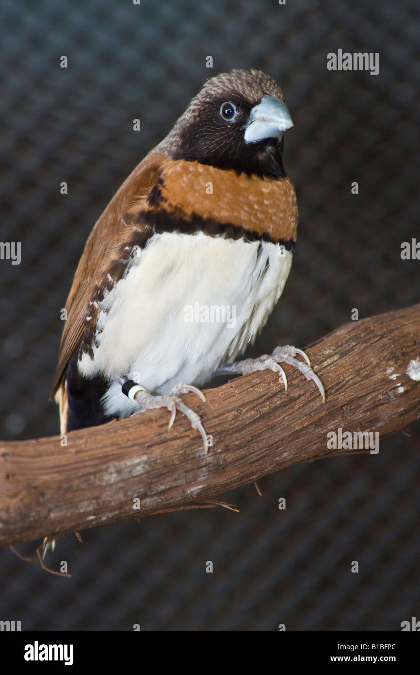 Châtaignier Breasted Mannikin Lonchura castaneothorax finch un oiseau exotique photos images photos Grand format vertical haute résolution aux États-Unis US haute résolution Banque D'Images