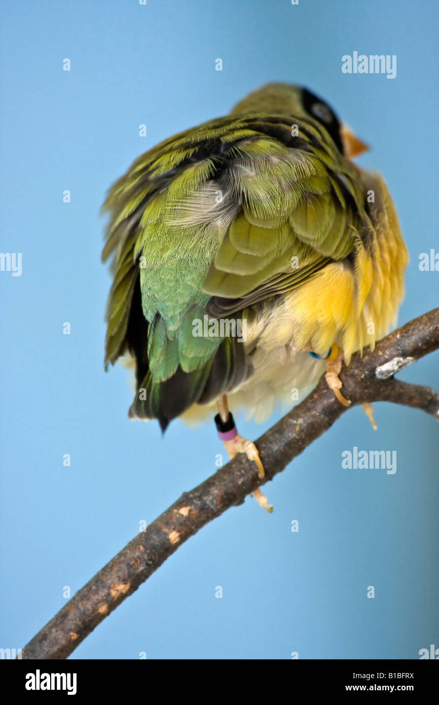 Gouldian Finch Erythrura gouldiae un oiseau flou flou flou arrière-plan Fun Birds photos vue arrière de dos personne dans l'Ohio USA vertical US haute résolution Banque D'Images