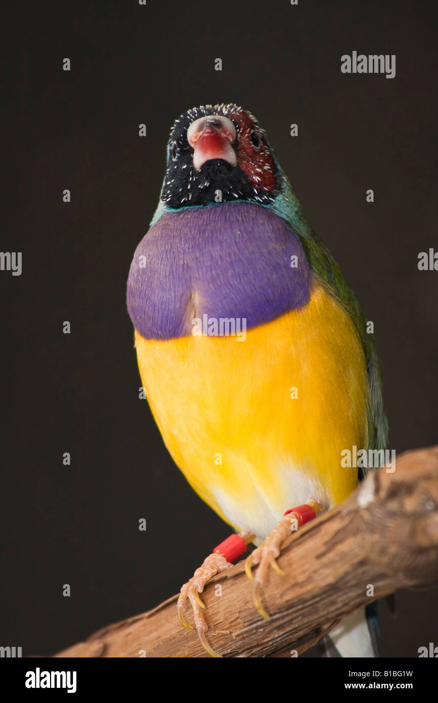 Gouldian Finch Erythrura gouldiae un oiseau flou flou flou arrière-plan amusant oiseaux photos personne dans l'Ohio USA US vertical haute résolution Banque D'Images