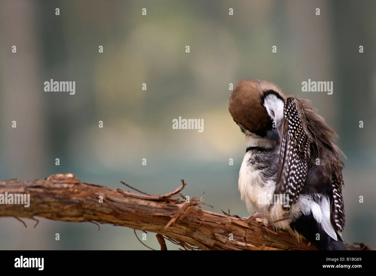 Chouette Finch Taeniopygia bichenovii oiseau exotique flou flou fond flou un oiseau est assis sur une branche personne horizontale aux États-Unis haute résolution Banque D'Images