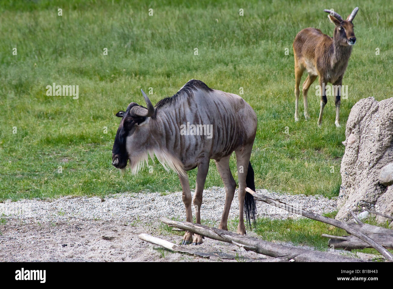 Gnu et Zoo de Toledo Ohio USA impala United States Personne n'a pas de pas de personnes Banque D'Images