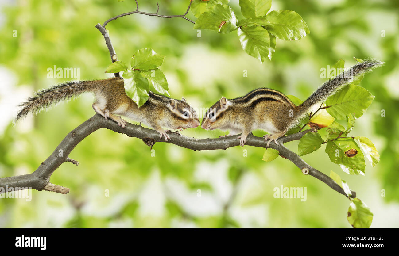 Deux tamias de Sibérie on branch Banque D'Images