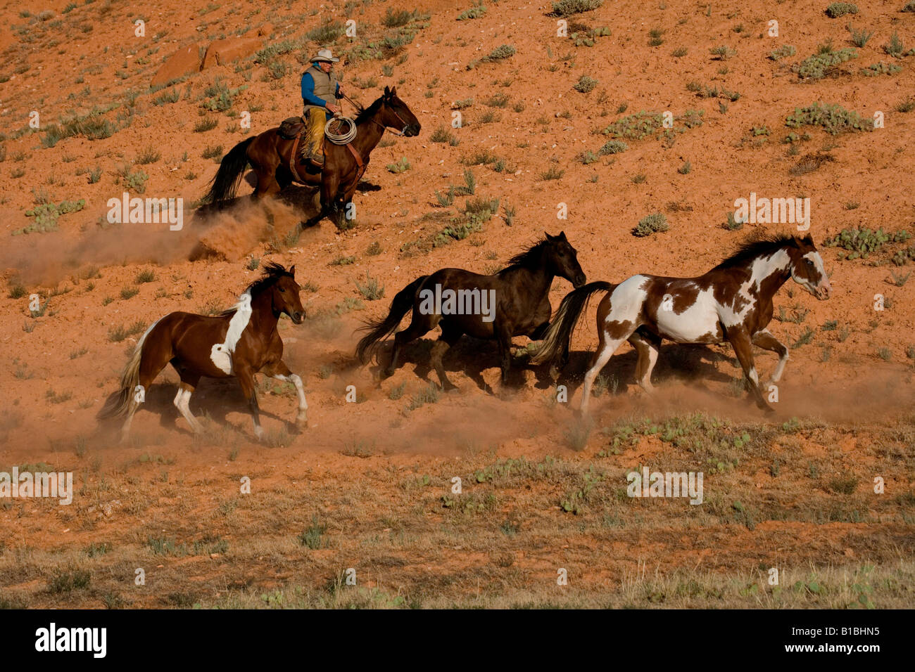 Sur un troupeau, Wyoming Banque D'Images