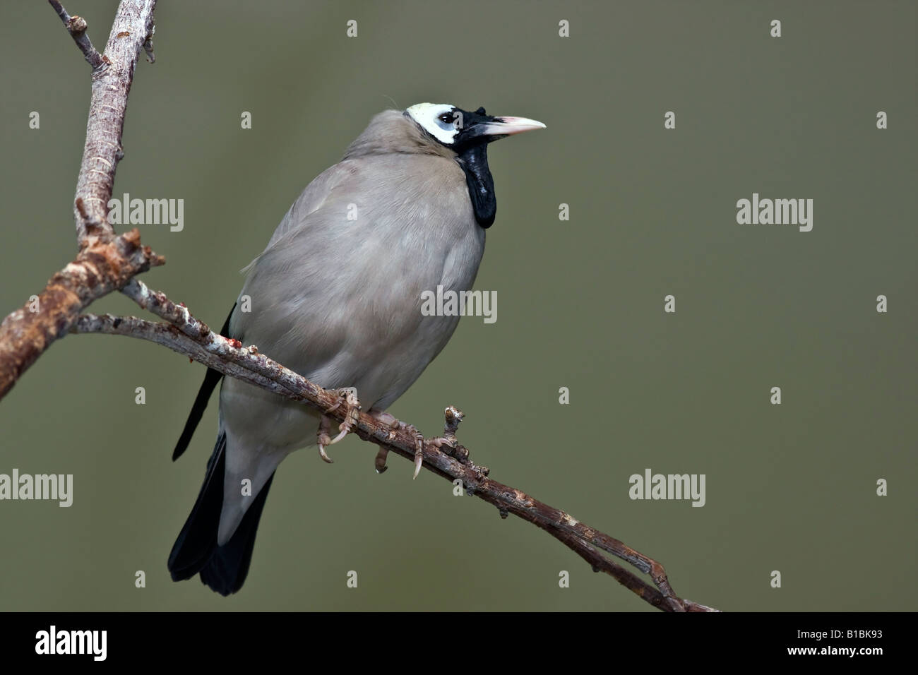 Oiseau exotique Wattled Starling Creatophora cinerea ZOO Toledo Ohio USA personne ne regarde gros plan gros plan photos d'oiseaux haute résolution Banque D'Images