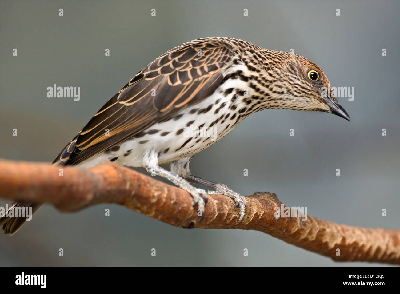 Oiseau exotique Étoile violette Cinnyricinclus leucogaster verreavi femelle assise sur une branche d'arbre vendue pour Alamy horizontal aux États-Unis US haute résolution Banque D'Images