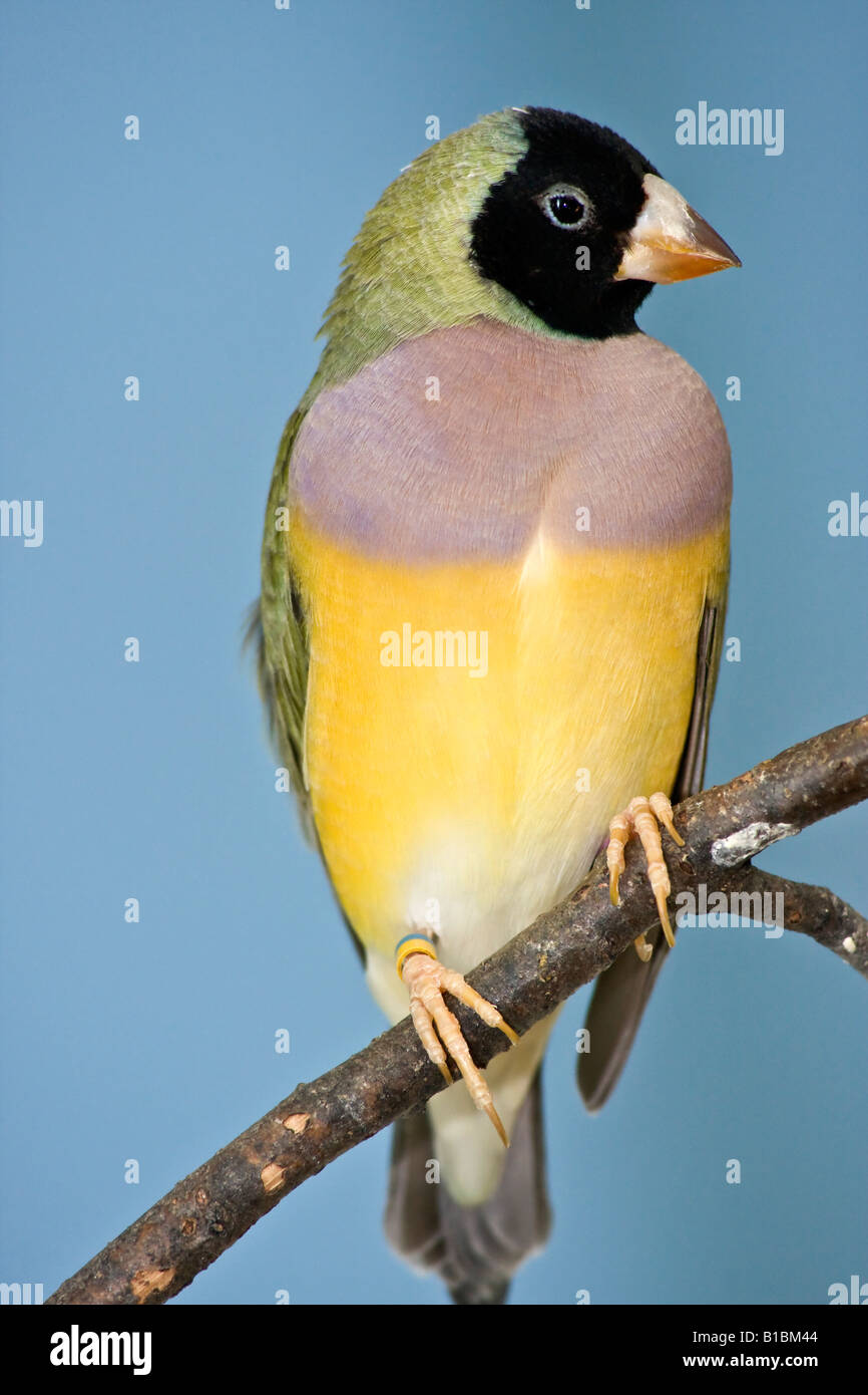 Gouldian Finch Erythrura gouldiae un bel oiseau flou flou arrière-plan gros plan gros plan images dans ZOO Ohio USA vertical US haute résolution Banque D'Images